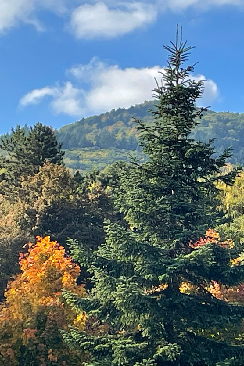 Photo de la forêt et des Vosges accessibles depuis le gîte « À toi l'Aviateur ! » à Wattwiller - photo Nathalie Arnold